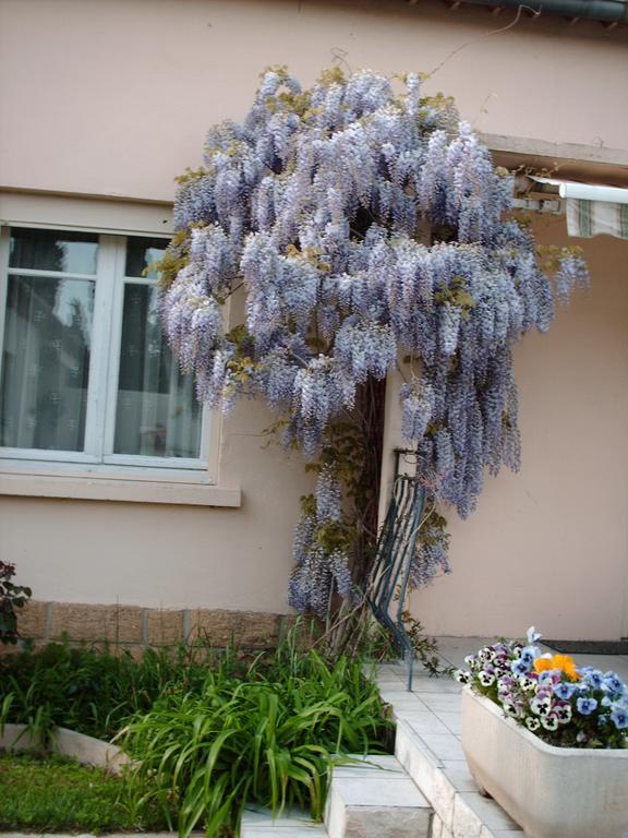 Les Tilleuls B&B โอรองช์ ภายนอก รูปภาพ